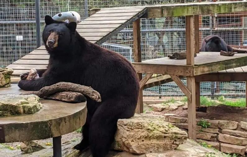 Bear at Austin Zoo