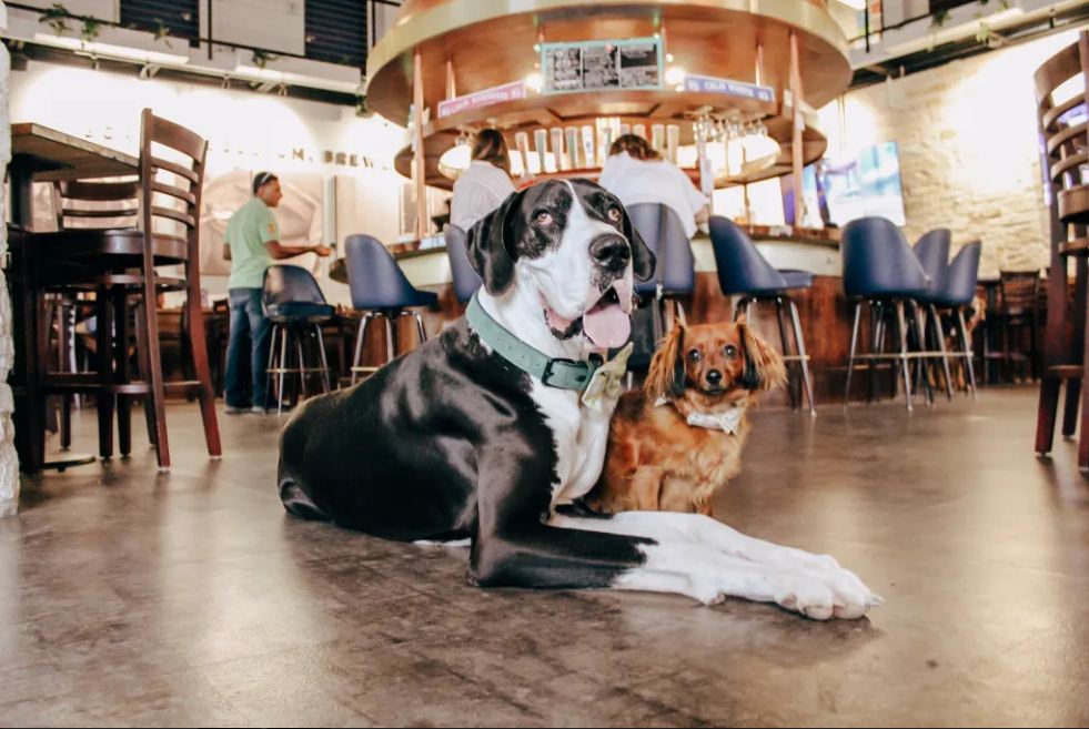 Dog’s Coffee Shop