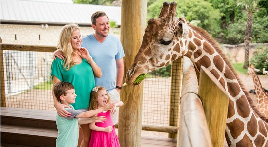 Giraffe Feeding Station at Austin Zoo