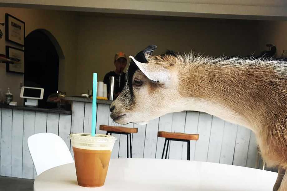 Butter, the local goat of this Coffee Shop